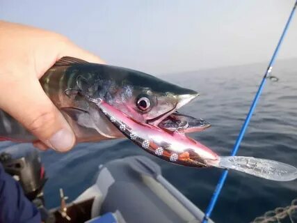 Приманки черного моря