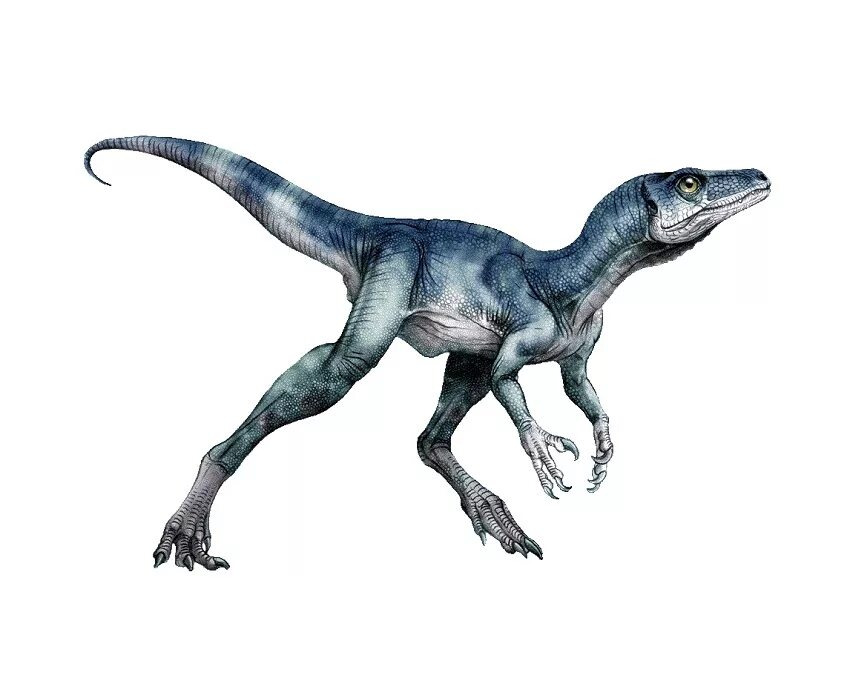 Эораптор период. Эораптор (eoraptor lunensis). Эораптор динозавры триасового периода. Эораптор динозавры триасового периода. Эораптор.