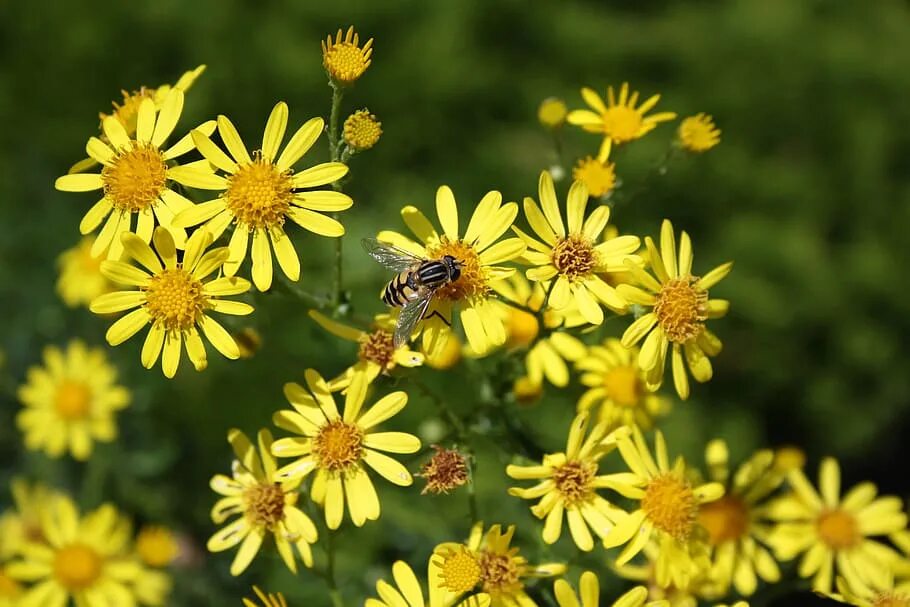 Honey meadow. Пчелы на лугу. Луг цветы пчелы. Луг с цветами и пчелами. Пчела Луговая.