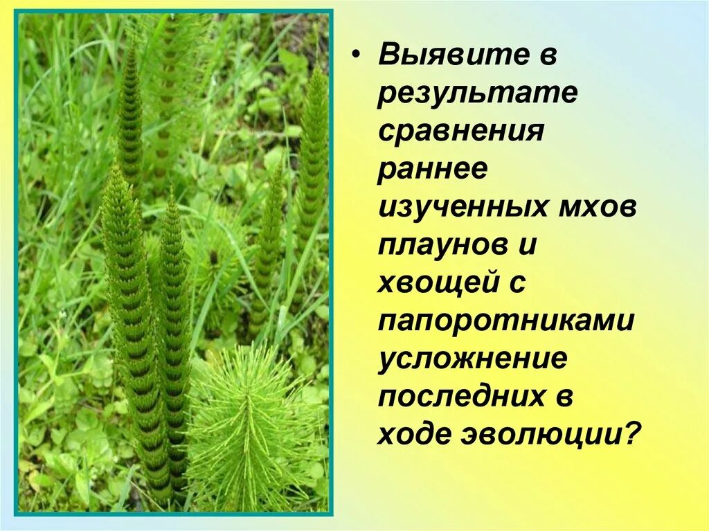 Сходство хвоща и плауна. Мхи папоротники хвощи плауны. Плауны жизнедеятельность. Общая характеристика плауны хвощи папоротники. Сходство мхов и хвощей.