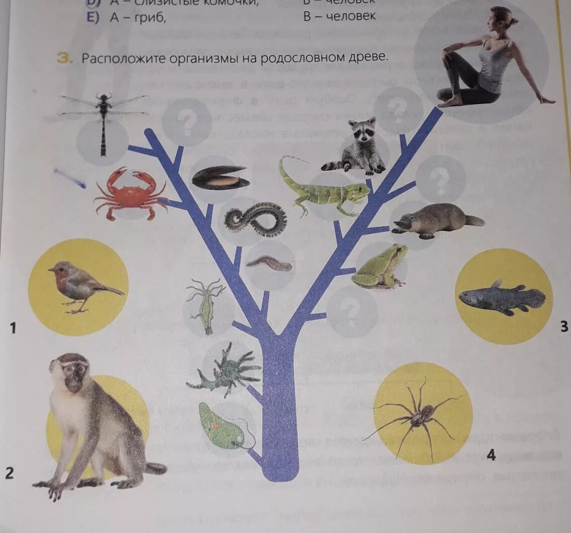 Как располагаются группы животных на родословном древе. Эволюционное Древо животных. Эволюционное Древо животных 7 класс. Генеалогическое дерево.