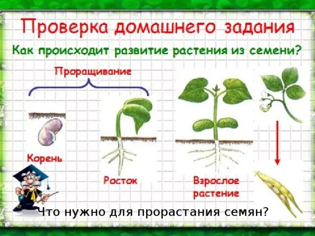 Развитие растений. Развитие семени растения. Развитие растений 3 класс. Процесс развития растения из семени.