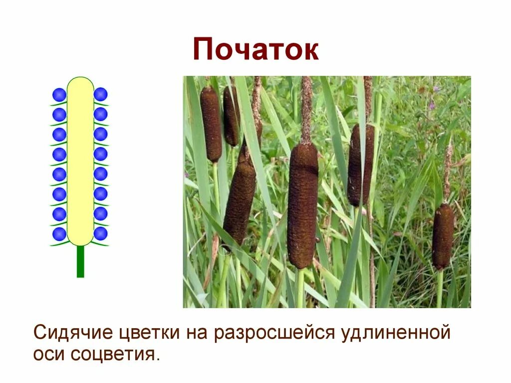 Растения с соцветием початок. Соцветие початок примеры. Простые соцветия початок. Цветы с соцветием початок. Сложный початок