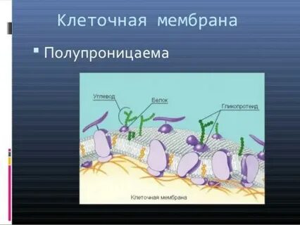 Влияние различных факторов на мембрану клеток