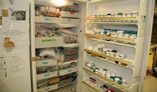 Лабораторные холодильники для хранения проб. Хранение проб в лаборатории. Холодильник для хранения реактивов в лаборатории. Хранение кала в холодильнике.