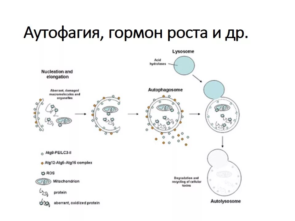 Аутофагия это простыми словами. Аутофагия. Процесс аутофагии схема. Голодание аутофагия. Аутофагия клеток при голодании.