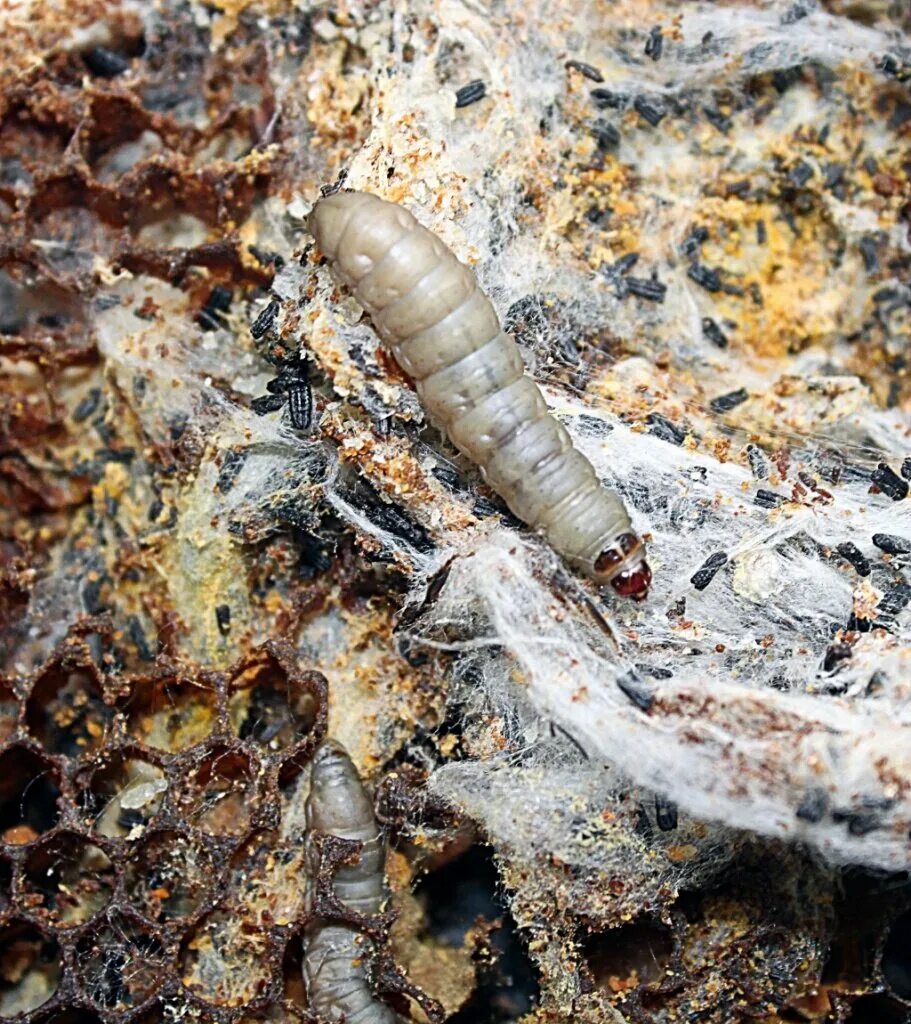 Личинки огневки Galleria mellonella. Личинки восковой моли Galleria mellonella. Восковая огневка Galleria mellonella. Восковая моль Galleria mellonella.