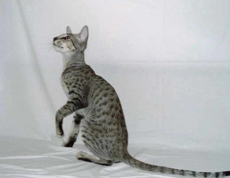 Длинная кошка порода. Ориентальный кот пятнистый. Кот Ориентал полосатый. Ориентальная кошка серая пятнистая. Египетская МАУ табби.