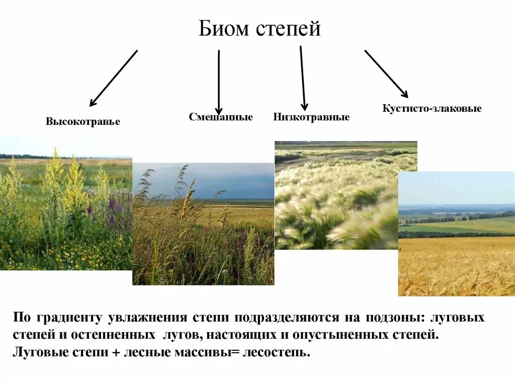 Степное сообщество. Виды степей. Типы степей России. Биом степей умеренной зоны. Растительное сообщество степь.