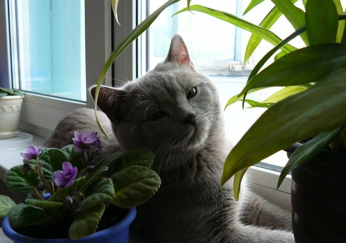Кот на подоконнике. Цветы на подоконнике. Британский кот на подоконнике. Красивая кошка на подоконнике.