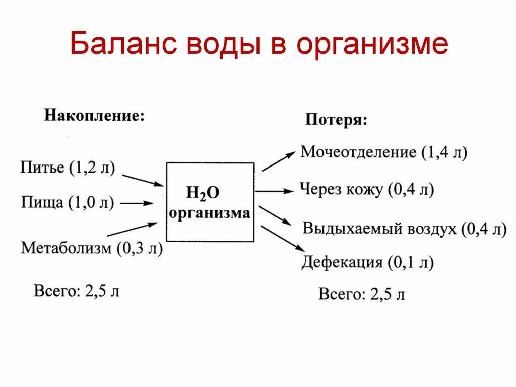 Запас воды в организме. Схема водного баланса человека. Водный баланс. Поддержание водного баланса в организме. Понятие о водном балансе.