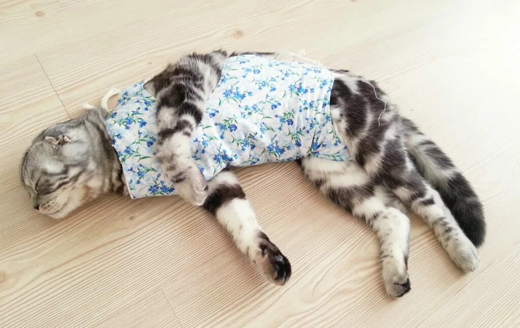 Кошка ходит после наркоза. Попона для кошки. кошка после стерилизации. попона для кошки после стерилизации.