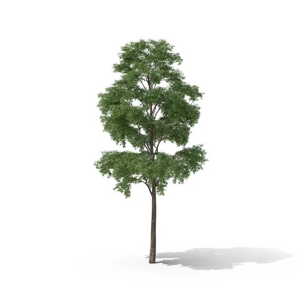 These are tall trees. Дерево фор. vegetation 3d. стеклянное дерево png. tall trees png.