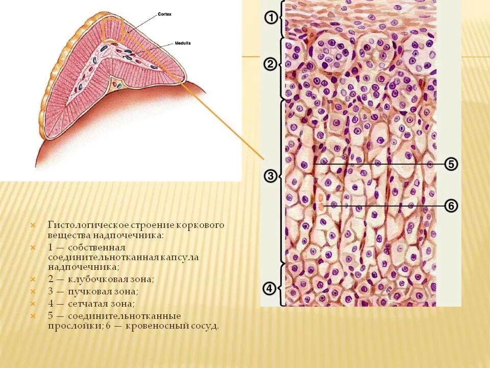 Сетчатая зона. Корковое вещество надпочечников гистология. Зоны надпочечников гистология. Клубочковая зона надпочечников гистология. Строение надпочечников гистология.