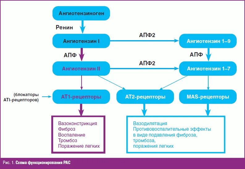 Рецепторы первого и второго типа к ангиотензину 2. Клетки имеющие рецепторы к ангиотензину 2. Ангиотензин схема. Рецепторы АПФ 2 И коронавирус.