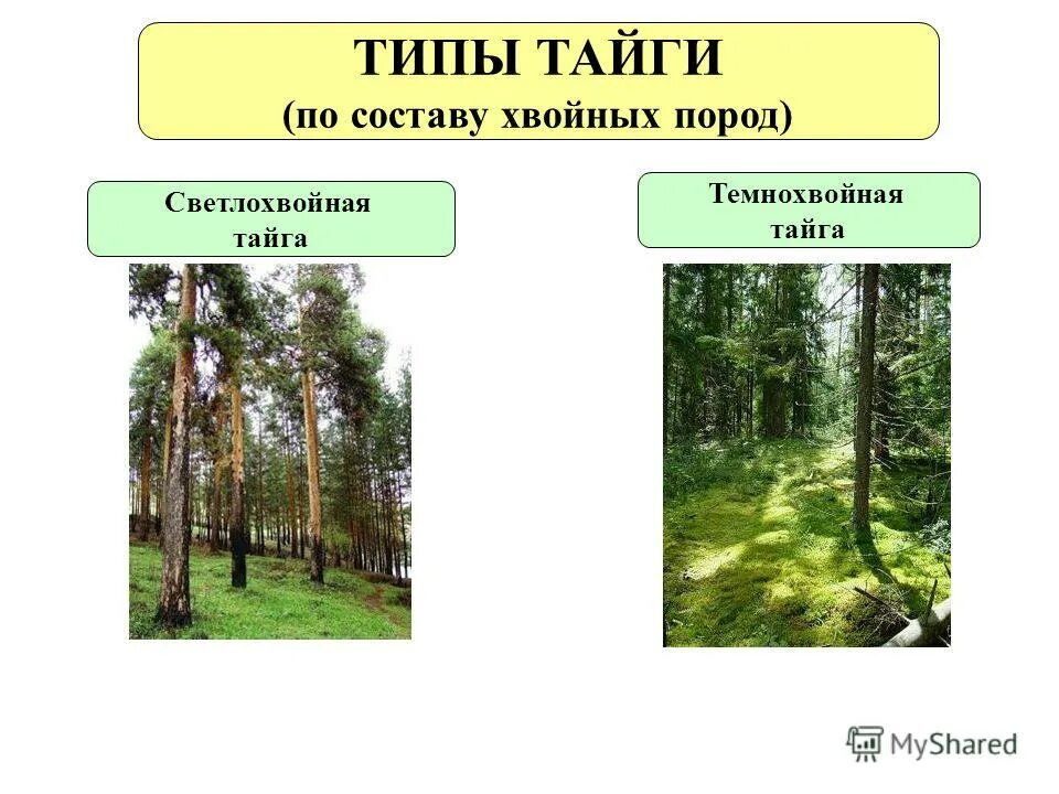 Природная зона хвойных лесов. Основные лесообразующие древесные породы. Из каких пород состоит лес. Хвойные породы древесины. Ярусность фитоценоза.