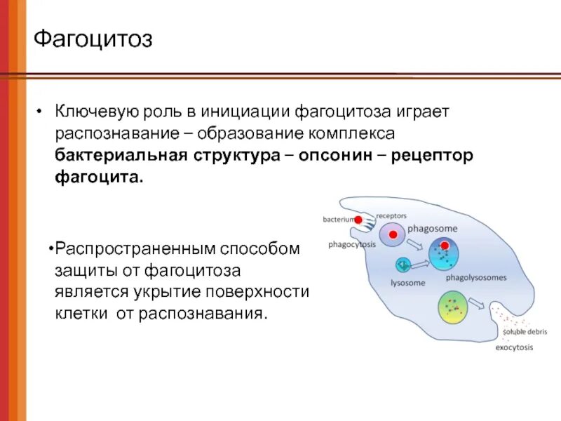 Микробиологическая диагностика заболеваний системы кровообращения. Комплекс бактерий. Опсонины это. Микробы и бактерии. Комплекс бактерий.