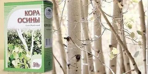 Осина польза для организма отзывы