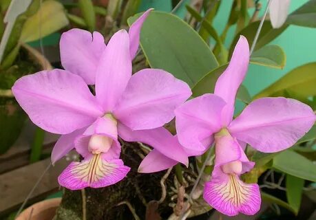 File:Cattleya nobilior.jpg - Wikipedia