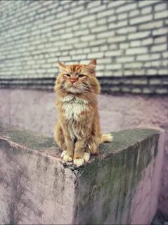 Дворовый кот