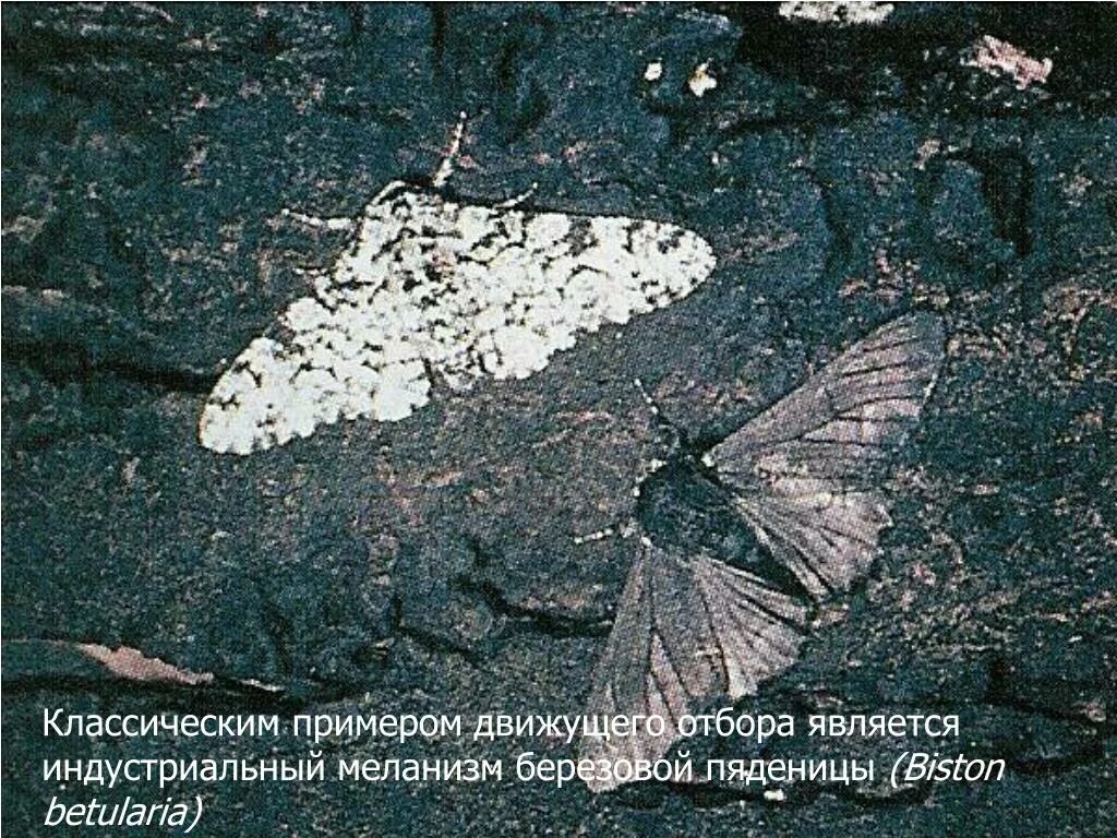 Индустриальный меланизм бабочки березовой пяденицы. Промышленный меланизм. Индустриальный меланизм бабочки березовой пяденицы. Меланизм березовой пяденицы. Промышленный меланизм.