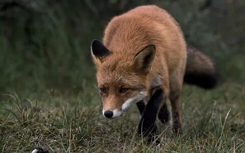 Fuchs ll