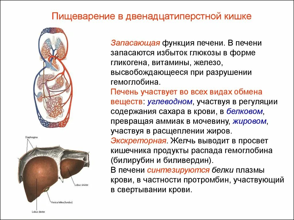 Вещества печени. Печень ее функции и участие в пищеварении. Пищеварительная функция печени. Функции печени в пищеварительной системе.