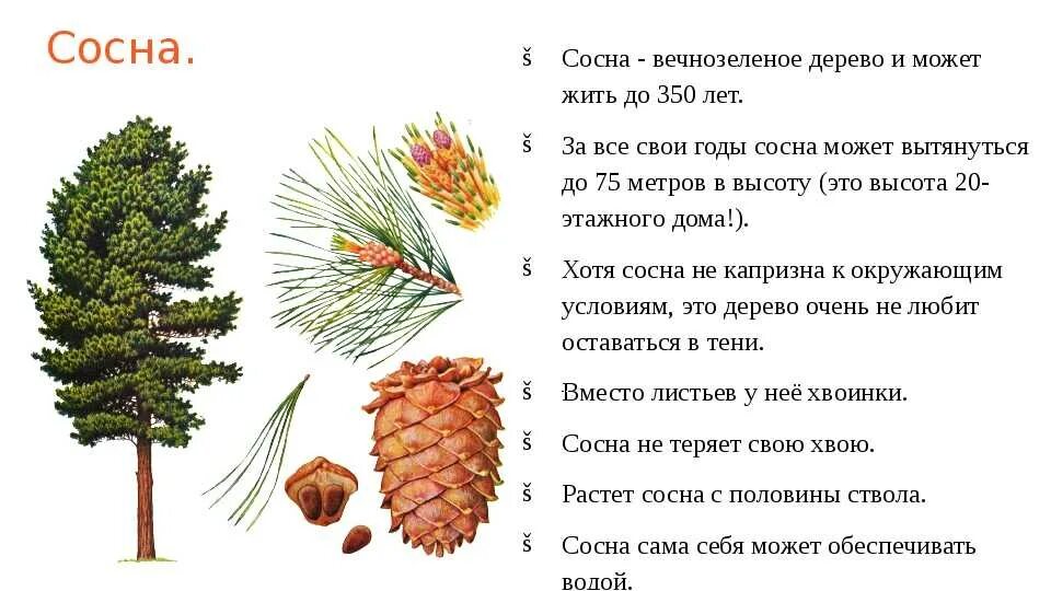Хвоинки дерева сосна кедровая. Сосна описание. Морфологические признаки сосны обыкновенной. Сосна дерево описание для детей. Хвойные это информация.