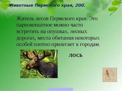 Животные пермского края презентация