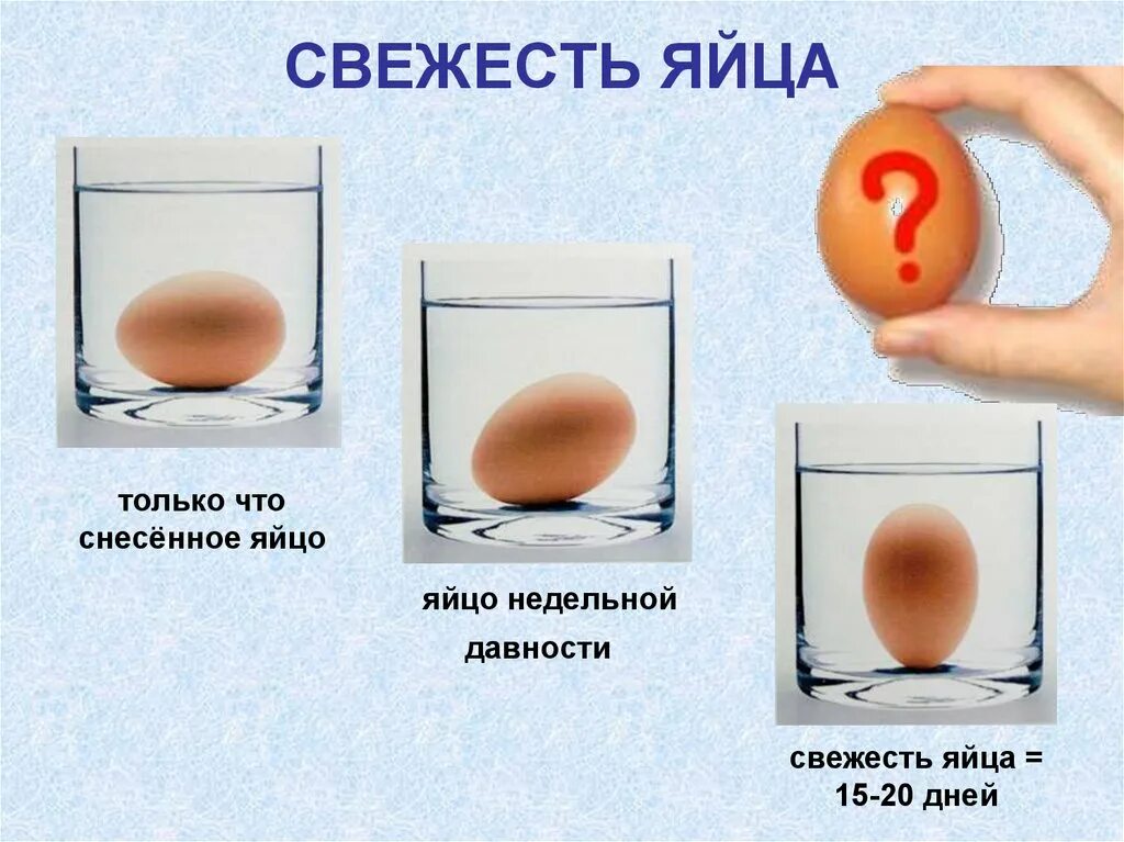 История про яйца. Свежесть яиц. Урок на тему яйца. Яйца для презентации. Презентация на тему яйцо куриное.