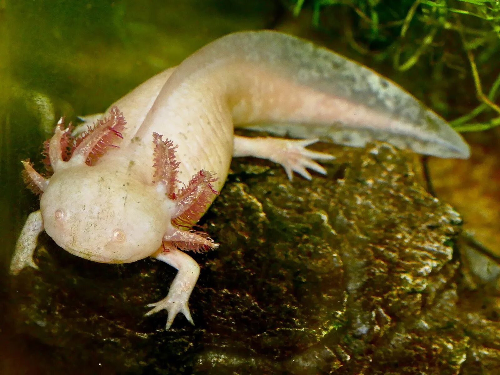 Аксолотль. Аксолотль мексиканской амбистомы. Ambystoma mexicanum взрослая особь. Аксолотль взрослый амбистома.