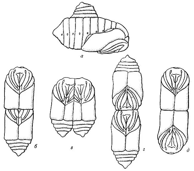 Покрытый тип куколки. Фаза куколки в развитии насекомых. Типы личинок и куколок насекомых. Куколка бабочки части тела. Особенности строения куколки.