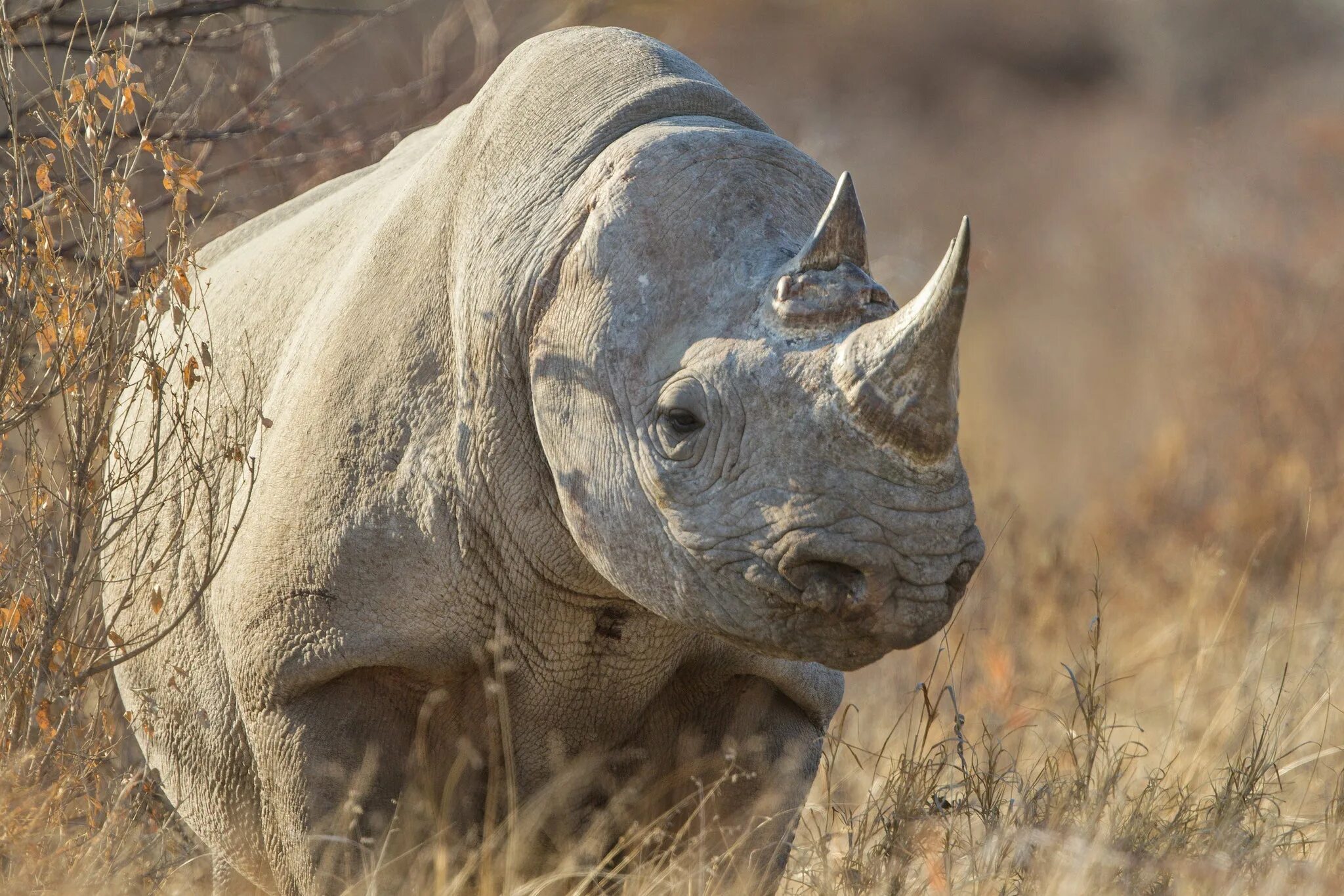 Суматранский носорог. Черный носорог. Белый носорог. Шерстяной носорог.