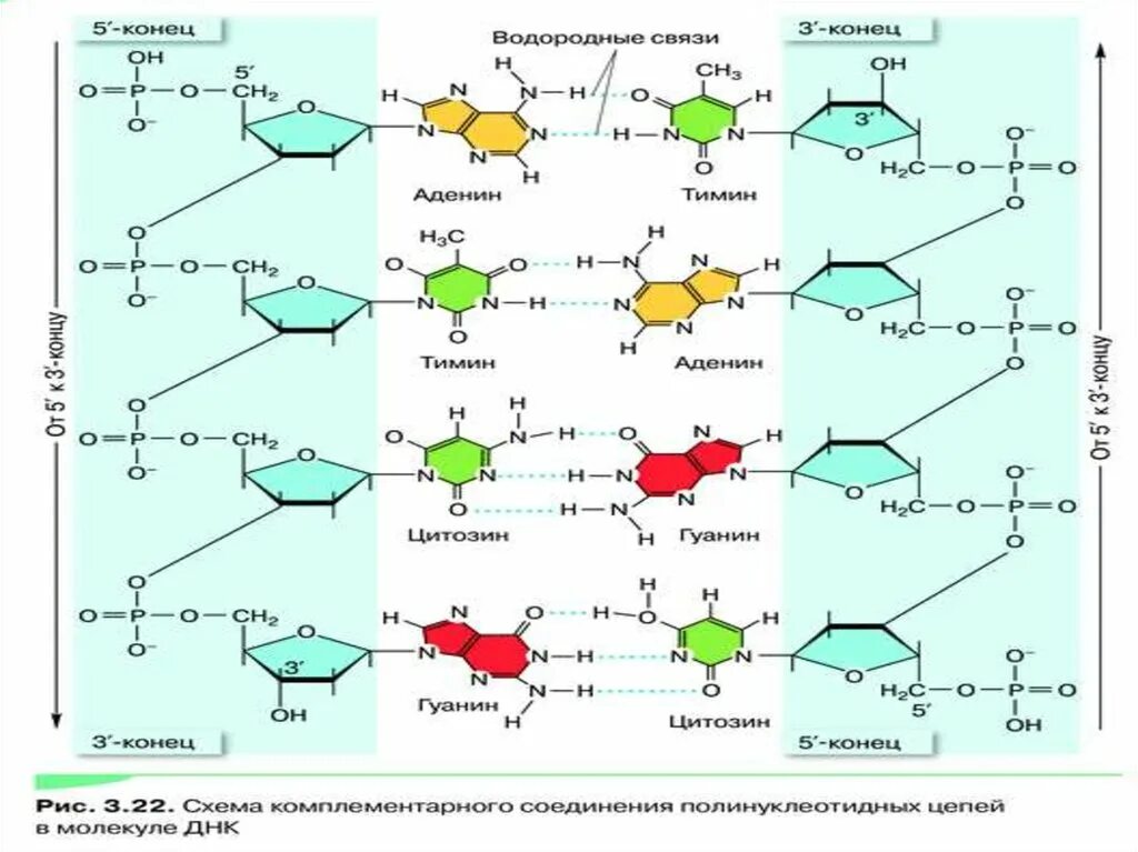 Гуанин цитозин водородные связи. Ментальная карта нуклеиновые кислоты. Водородные связи между гуанином и цитозином. Элементарное звено нуклеиновых кислот. Гуанин и цитозин водородные связи
