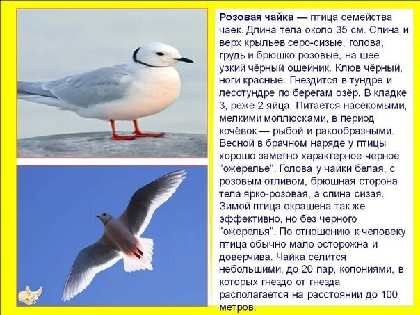 Sea Birds: Beautiful Bird Drawings
