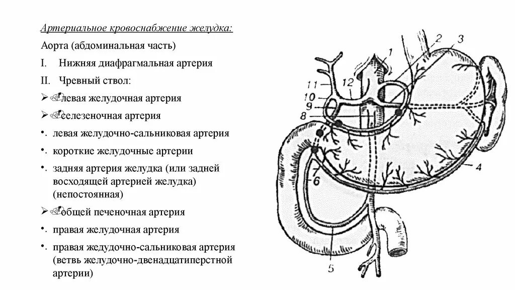 Нижняя часть желудка. Кровоснабжение желудка схема. Кровоснабжение желудка анатомия схема. Чревный ствол и брюшная артерия. Артериальные анастомозы желудка.