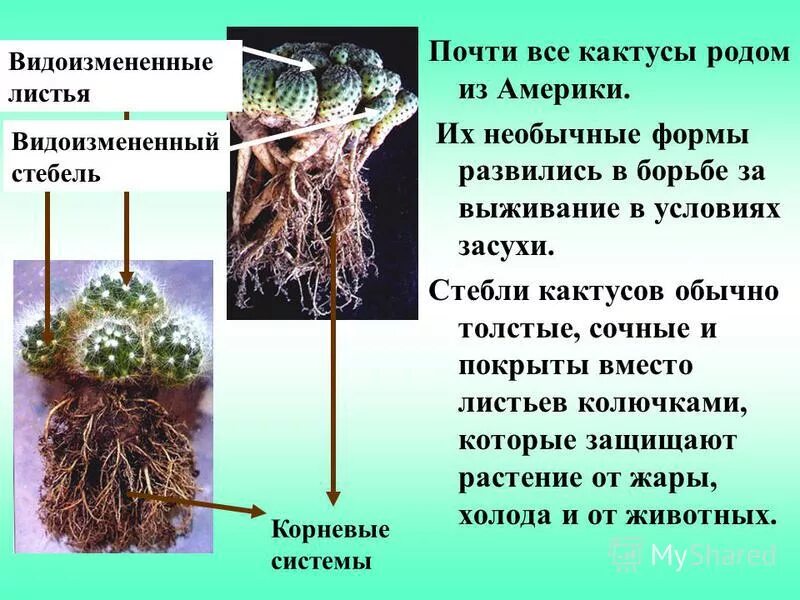 Кактус форма стебля. Стебель кактуса. особенности строения кактуса. внешнее строение кактуса. кактус части растения.