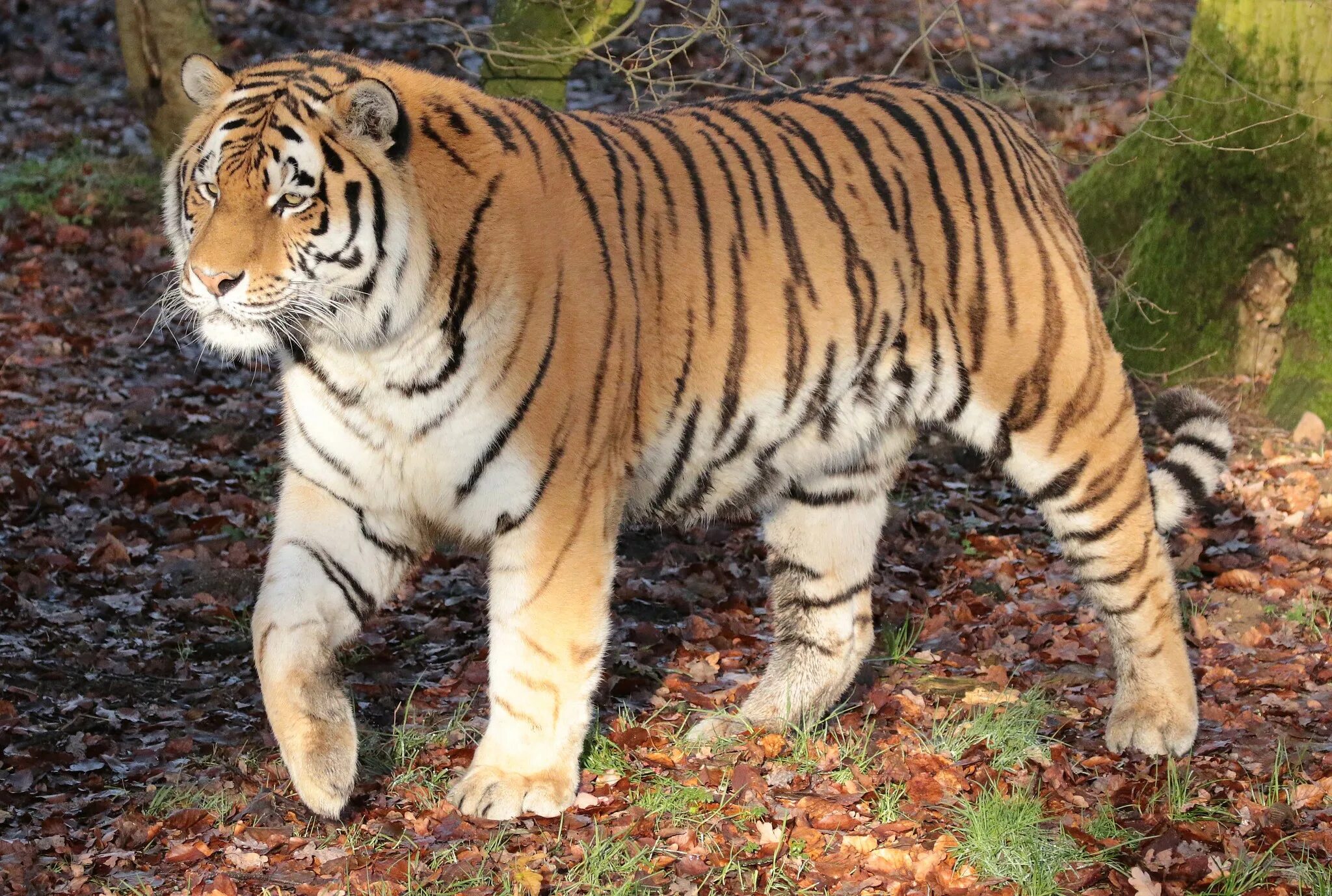 Амурский тигр 6