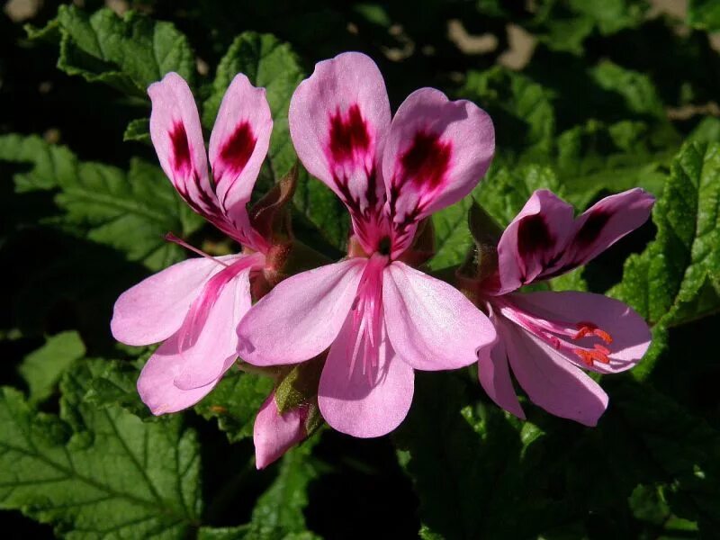 Пеларгония Cascade Pink. Minah's Cascade пеларгония. Пеларгония Pelargōnium bonito. Pelargonium quercifolium. Герань дерево