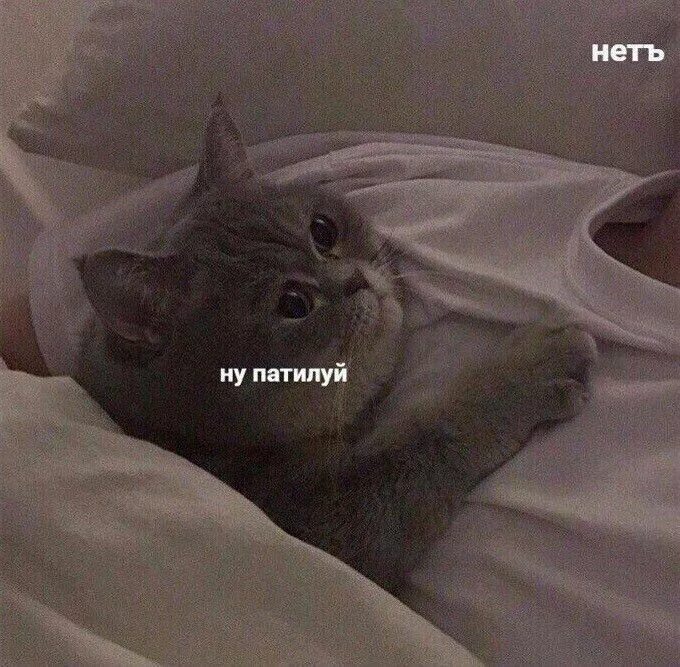 Люблю котика. Ну и котик. Ну и котик. Умиленный котик. Котик.