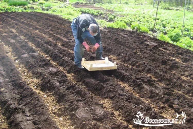 Посадка синеглазки картофель. Картофель Синеглазка. Синеглазка посадка и уход в открытом грунте. Сосед может посадить картошку раньше.