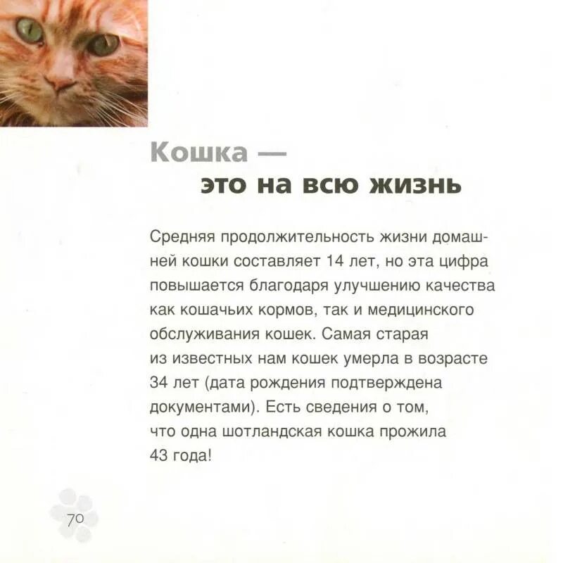 Сколько в среднем живут кошки домашние стерилизованные. Продолжительность жизни котов. Продолжительность жизни котов домашних. Средняя продолдительнрсть Дизни конек. Средняя Продолжительность жизни кошек.