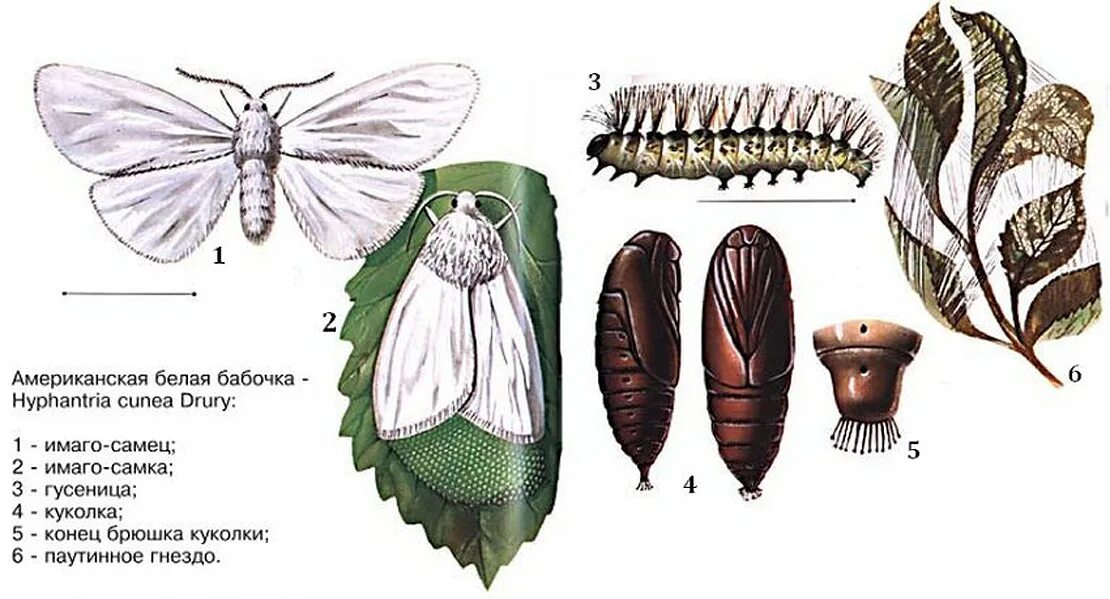 Американская белая бабочка Hyphantria cunea Drury. Личинка американской белой бабочки. Гусеницы американской белой бабочки (Hyphantria cunea). Американская белая бабочка цикл развития. Гусеница белой бабочки