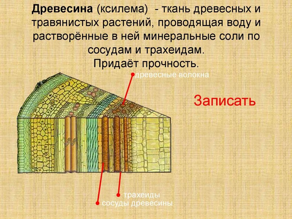 Что такое ксилема. Строение древесного стебля ксилема. ксилема и флоэма древесина. ксилема и флоэма образовательные ткани. строение древесины ксилема.