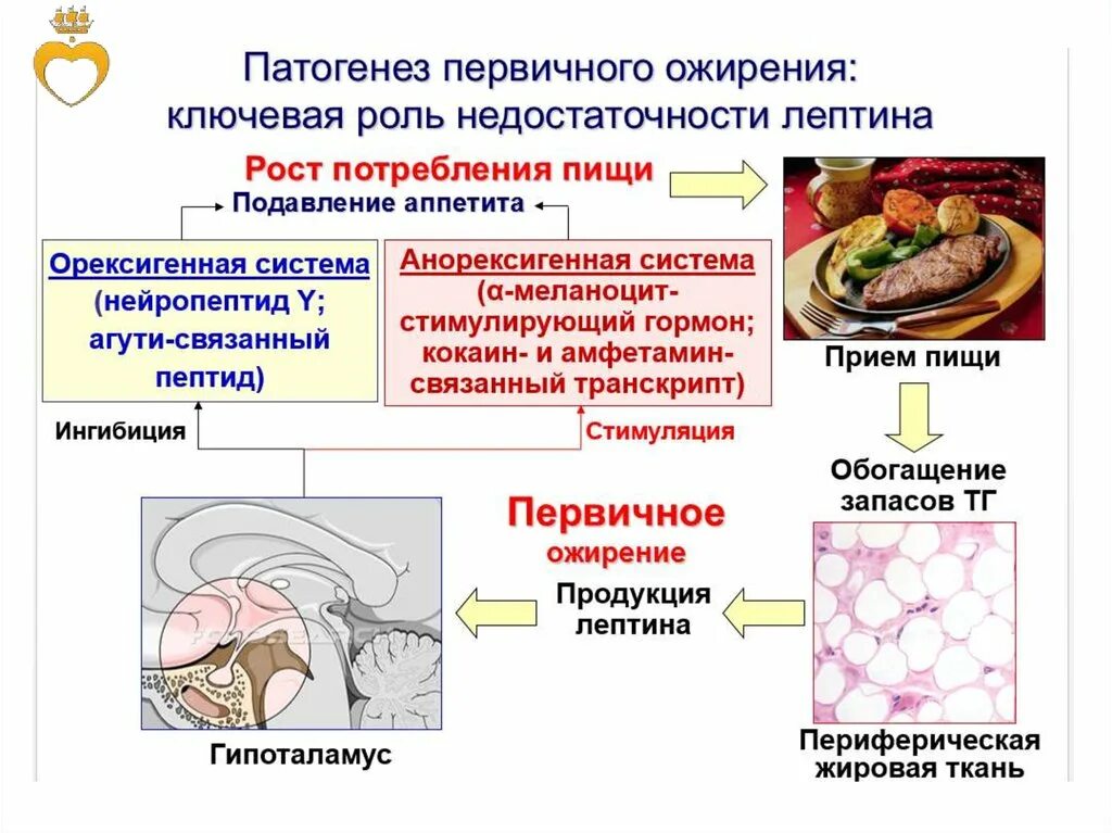 Генез ожирения. Этиология и патогенез ожирения. Патогенез эндокринного ожирения. Этиология первичного ожирения. Патогенез первичного ожирения.