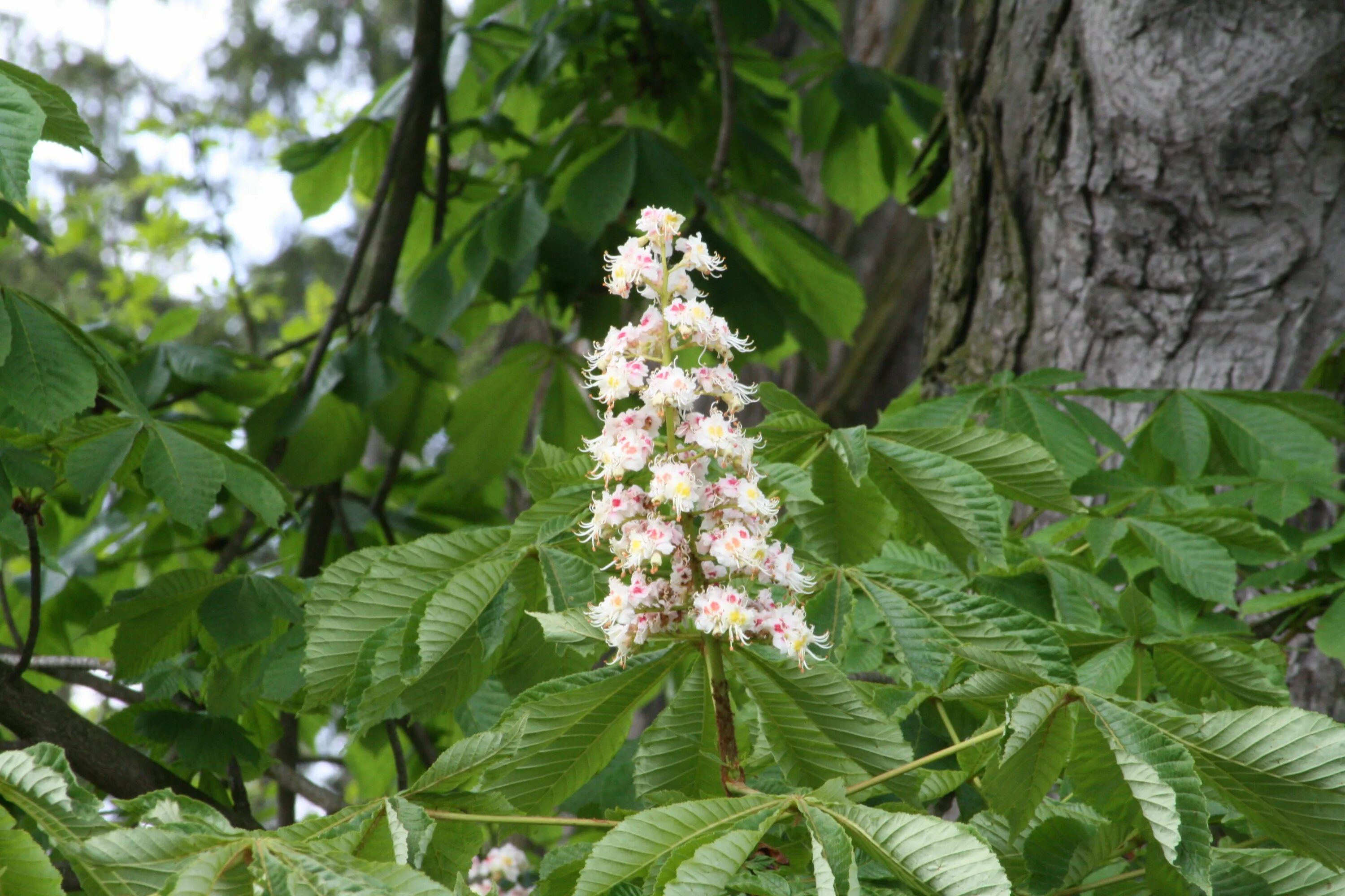 Каштан растение фото. Каштан (Aesculus hippocastanum). Каштан конский (Aesculus). Конский каштан обыкновенный Aesculus hippocastanum. Конский каштан обыкновенный (Aеsculus hippocаstanum).