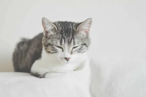 Кошка серая белая маленькая
