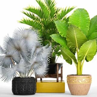 La plants
