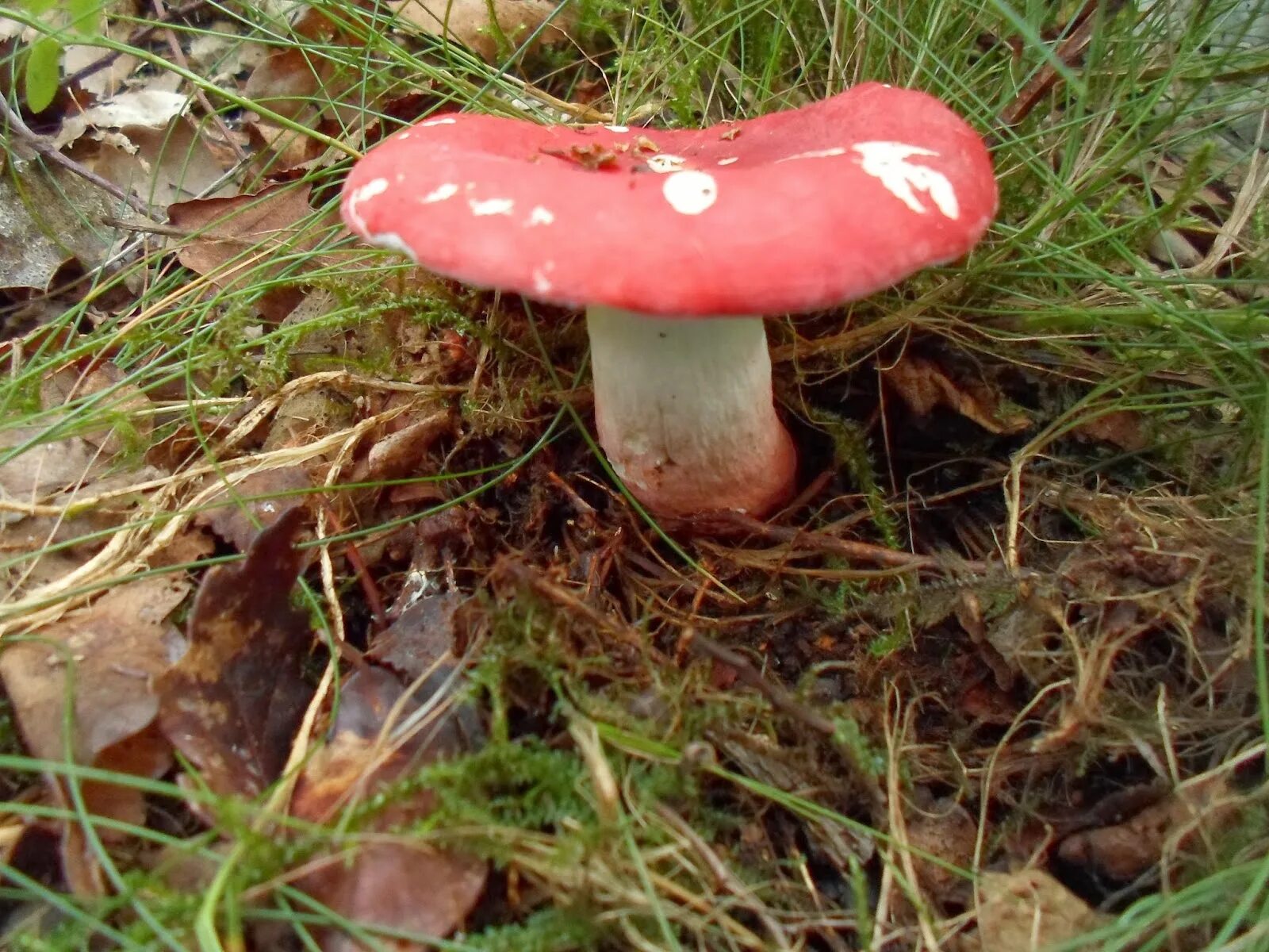 Гриб сыроежка розовый. Сыроежка розовая Russula rosea. Красный мухомор сыроежка. Сыроежка гриб. Сыроежка Глуховка.