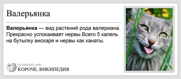 Сколько нужно валерьянки чтобы успокоиться. Валерьянка для кошек. Кот и валерьянка. Воздействие валерьянки на котов. Шутки про валерьянку.